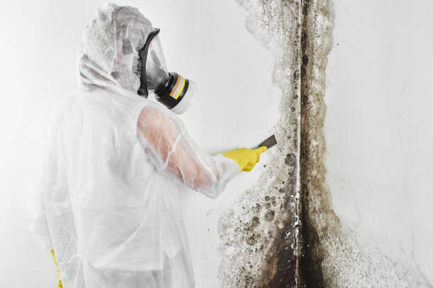 Best Mold Removal Process  in Kingsford, MI