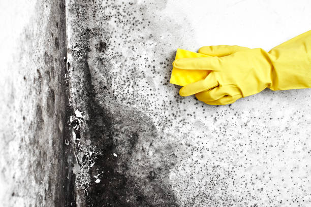 Best Best Mold Removal Companies  in Kingsford, MI