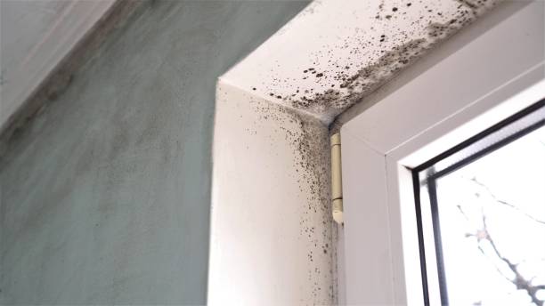 Mold Removal Process in Kingsford, MI