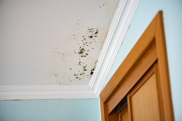 Certified Mold Removal