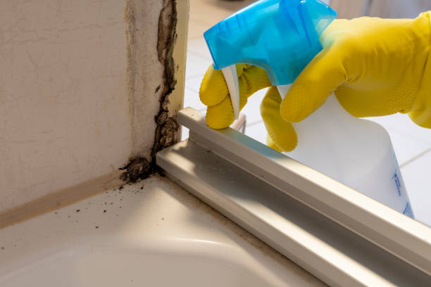 Best Local Mold Removal Service  in Kingsford, MI
