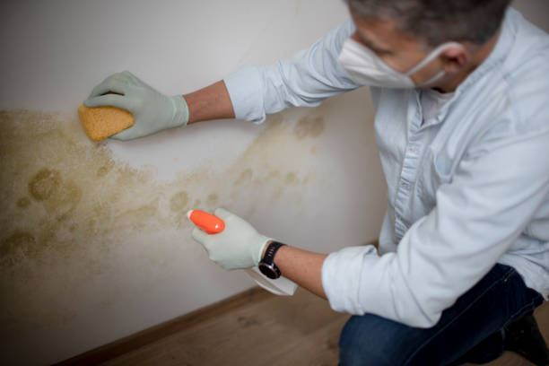 Best Mold Removal Specialists  in Kingsford, MI