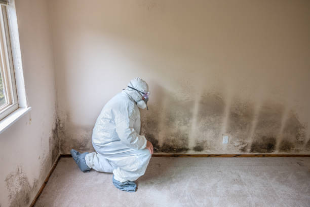 Best Local Mold Removal Service  in Kingsford, MI