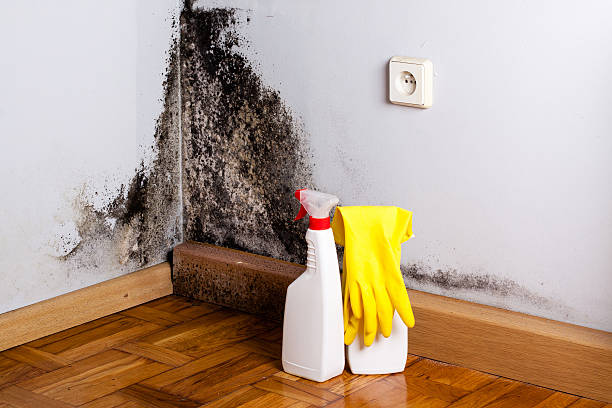 Best Commercial Mold Removal  in Kingsford, MI